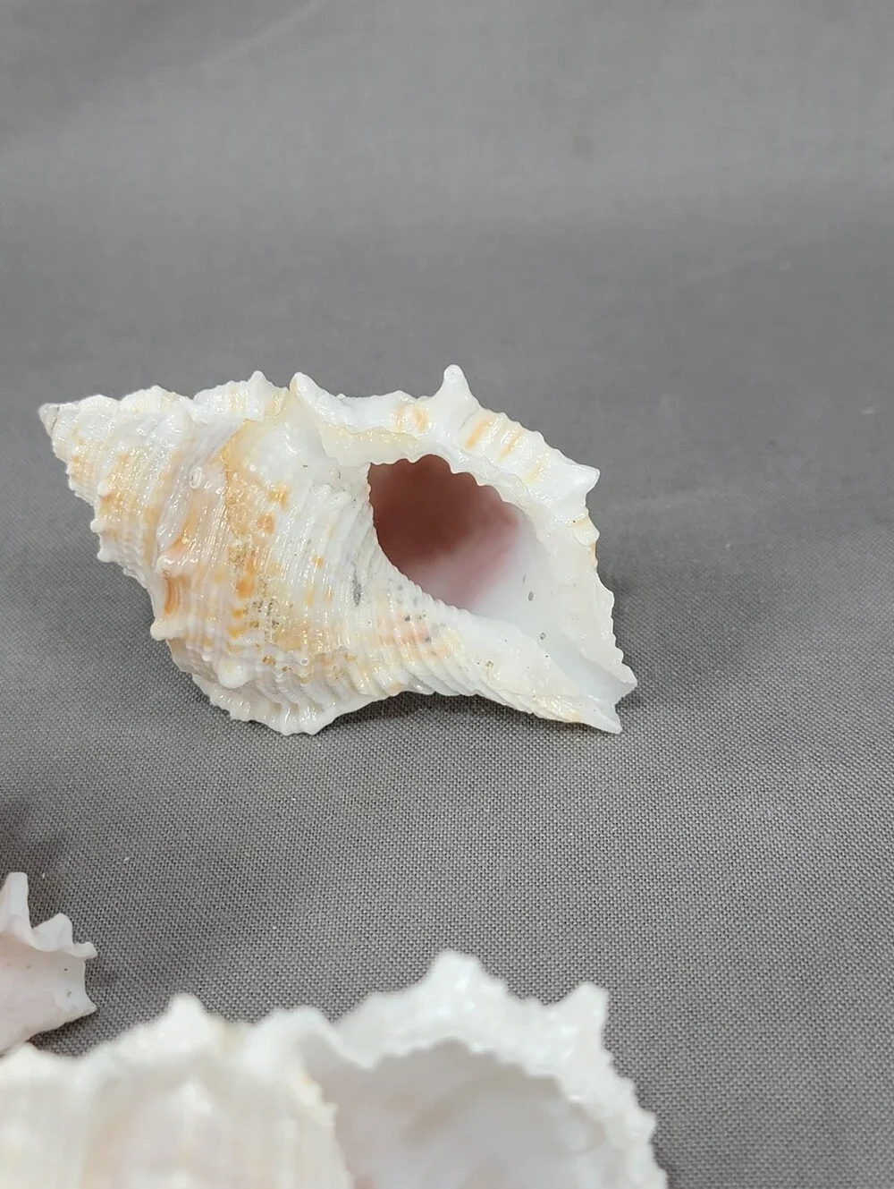Murex Seashell Shell Mixed Lot 5 Coastal Beach Decor Crafts Natural